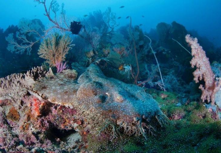 Ковровая акула — очередной монстр из Австралии