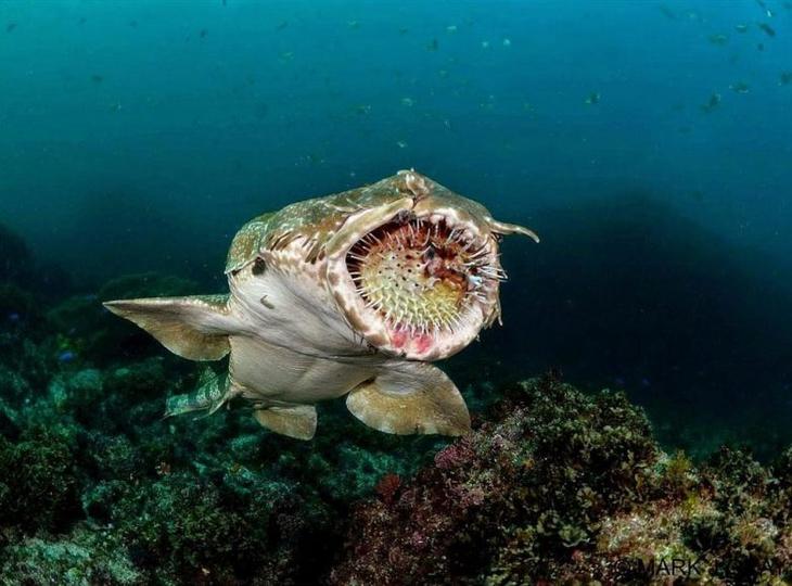 Ковровая акула — очередной монстр из Австралии