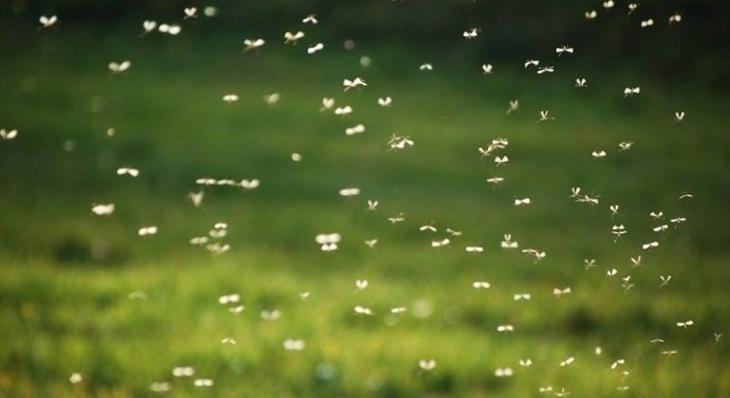 Народное средство от комаров