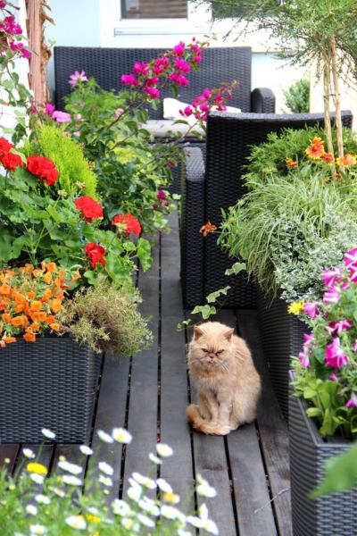 Невероятные идеи, как устроить сад прямо у себя на балконе