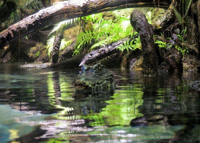 Река с секретом, или Почему через Амазонку до сих пор не построили ни одного моста