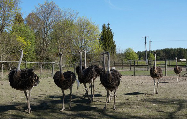 Сааремаа: достопримечательности и что посмотреть