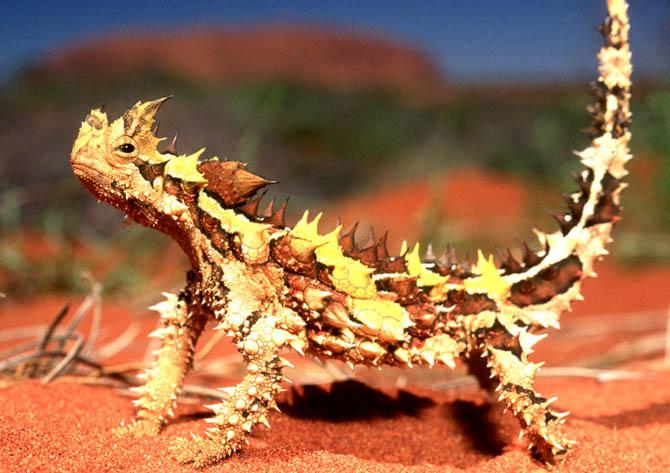 Самое интересное о пустыне