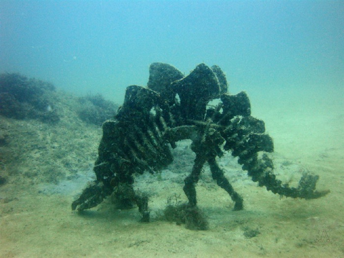 Самые красивые подводные пейзажи