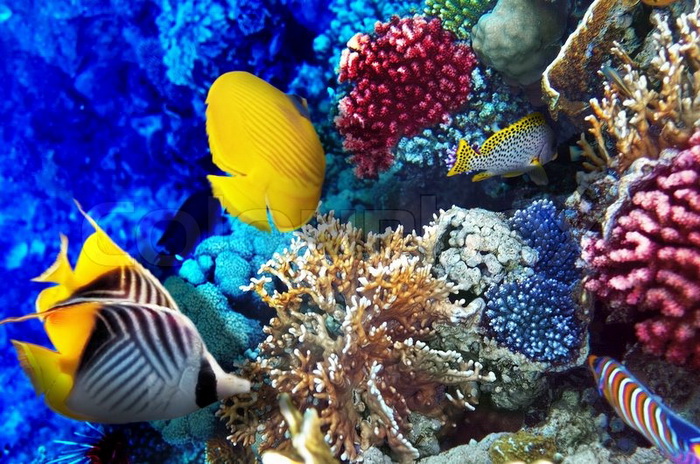 Самые красивые подводные пейзажи