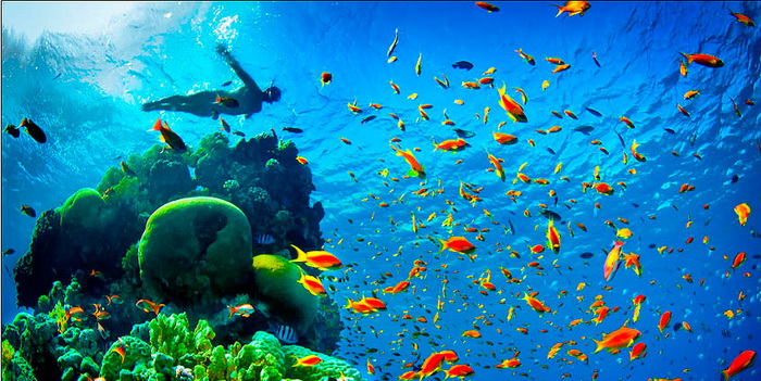 Самые красивые подводные пейзажи