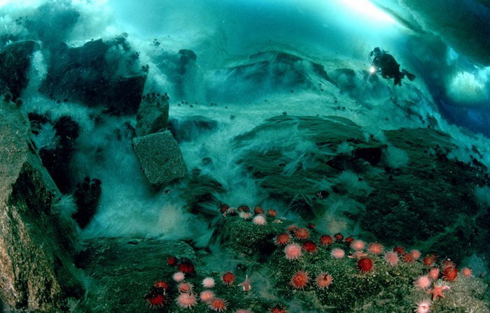 Самые красивые подводные пейзажи