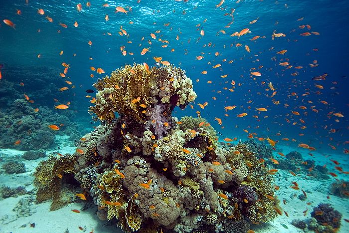 Самые красивые подводные пейзажи