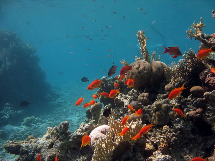 Самые красивые подводные пейзажи