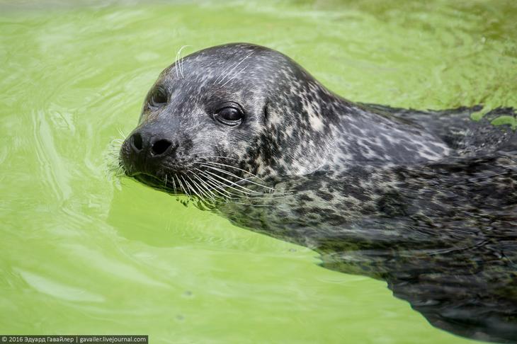 Самый главный зоопарк Германии