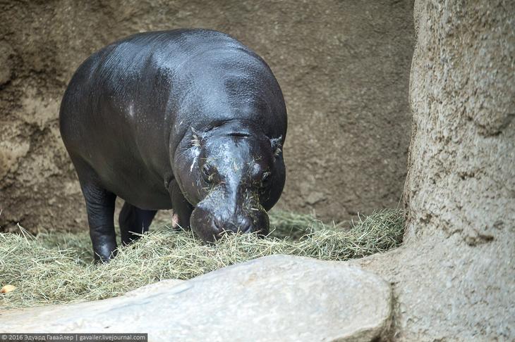 Самый главный зоопарк Германии