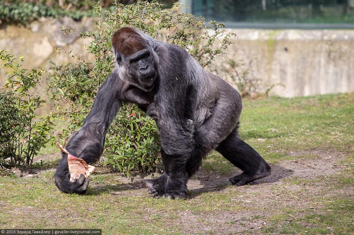 Самый главный зоопарк Германии