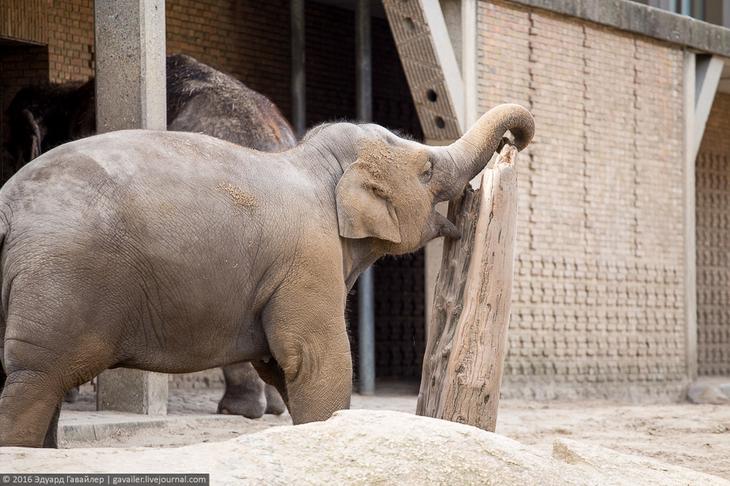 Самый главный зоопарк Германии