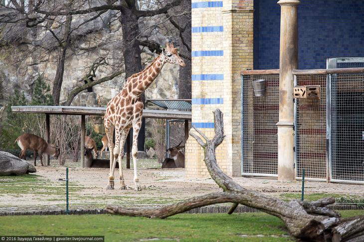 Самый главный зоопарк Германии