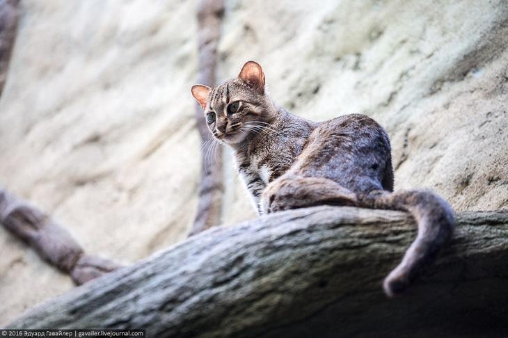 Самый главный зоопарк Германии