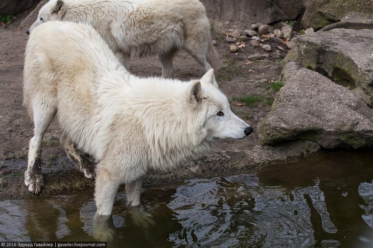 Самый главный зоопарк Германии