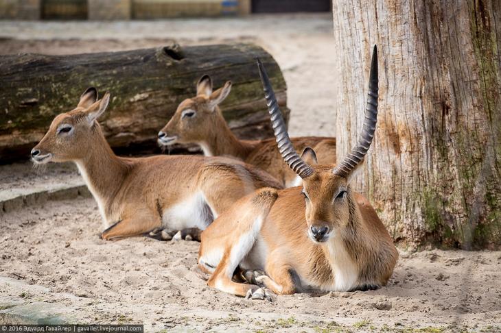Самый главный зоопарк Германии