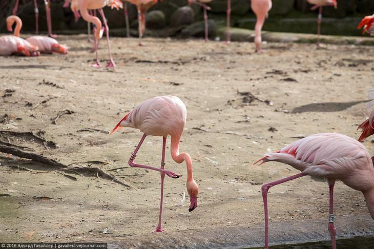 Самый главный зоопарк Германии