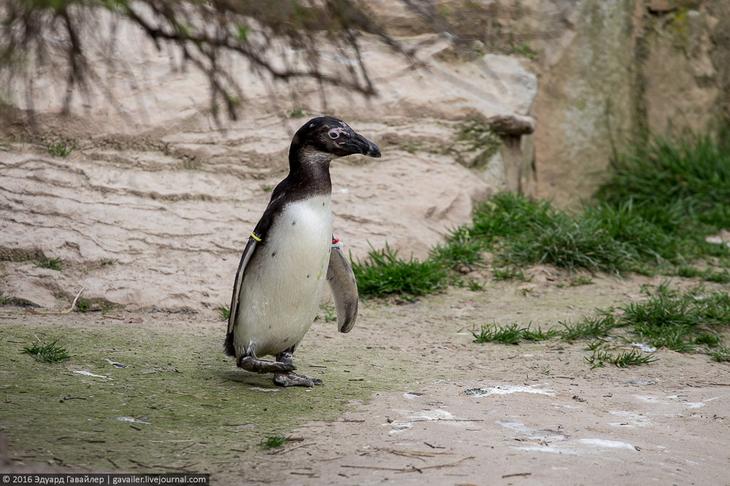 Самый главный зоопарк Германии