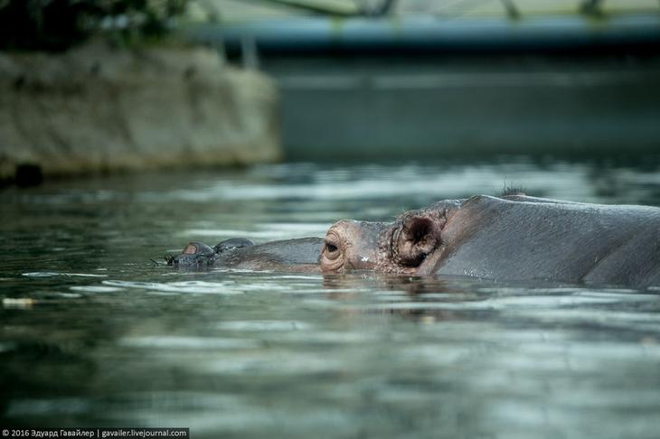 Самый главный зоопарк Германии