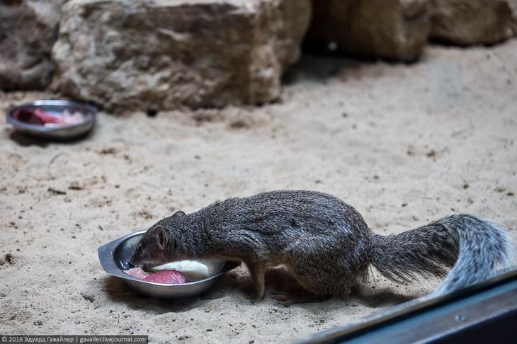 Самый главный зоопарк Германии