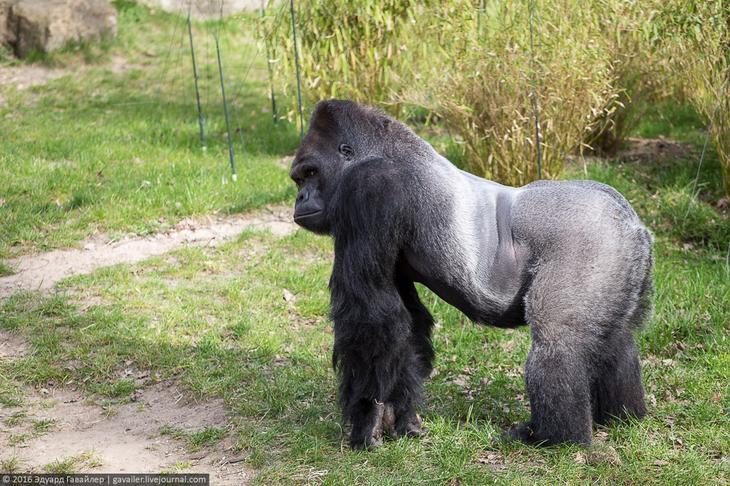 Самый главный зоопарк Германии