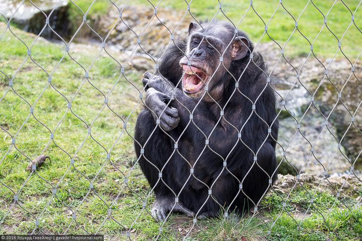 Самый главный зоопарк Германии