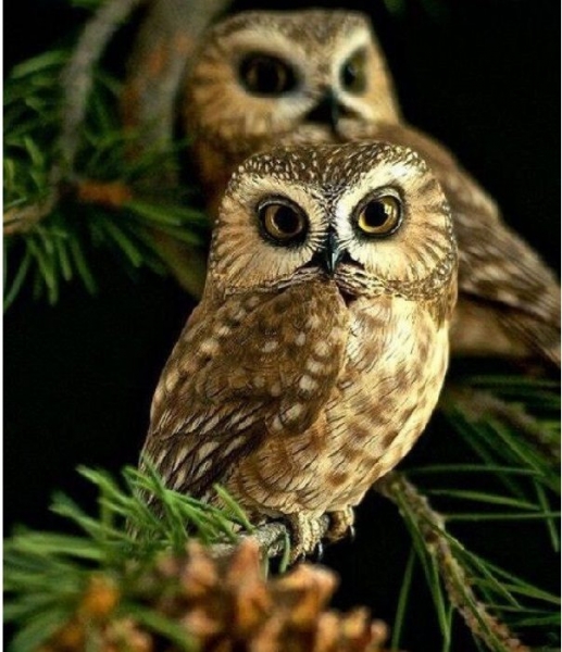 Секреты иллюстрированной резьбы