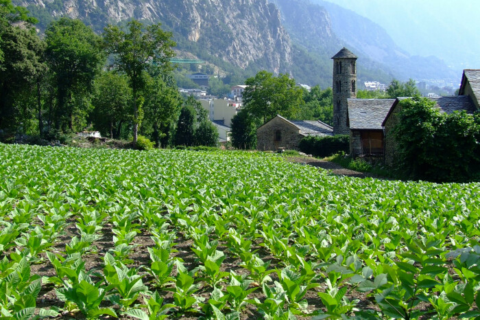 Страна, где продолжительность жизни более 80 лет, нет тюрем и действует запрет на адвокатов