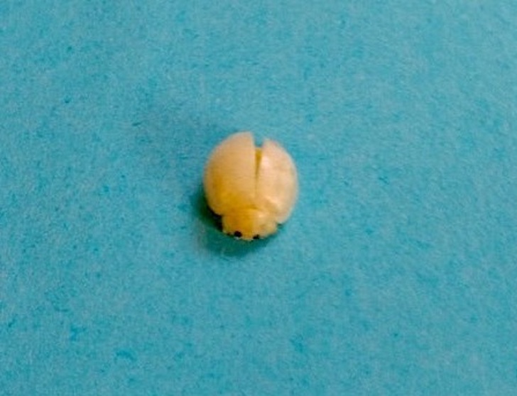 Странные находки, которые захочется рассмотреть поближе