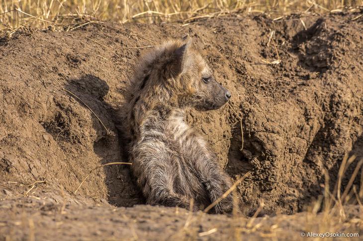 Так кто же они — щенки или котята?