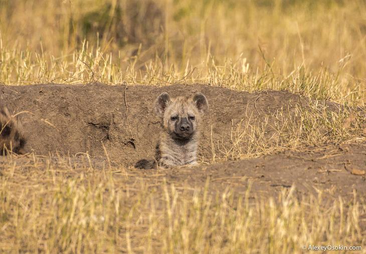 Так кто же они — щенки или котята?