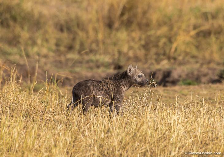 Так кто же они — щенки или котята?