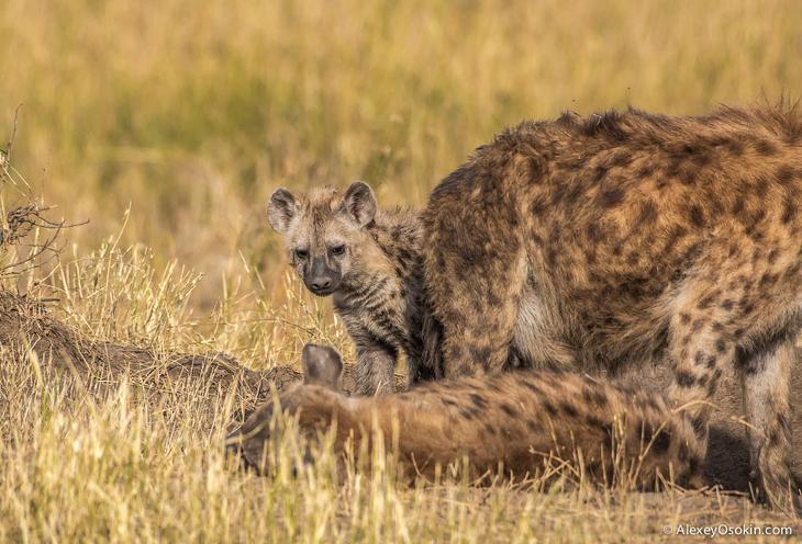 Так кто же они — щенки или котята?