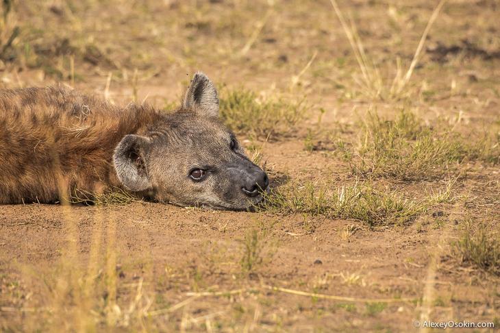 Так кто же они — щенки или котята?