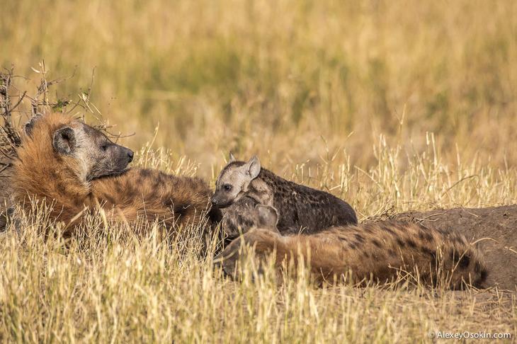 Так кто же они — щенки или котята?