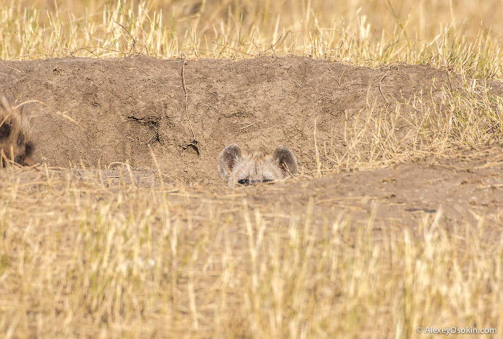Так кто же они — щенки или котята?