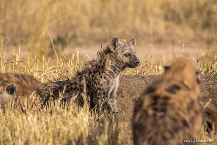 Так кто же они — щенки или котята?