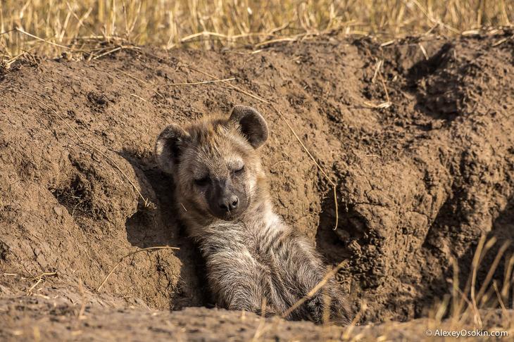 Так кто же они — щенки или котята?