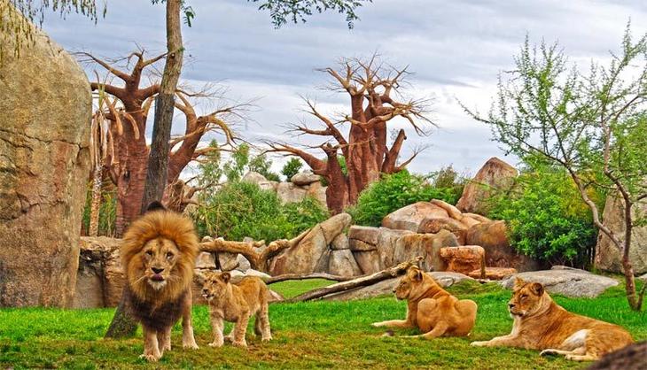 Топ 10 лучших зоопарков мира