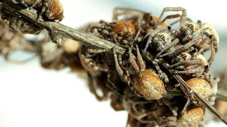 Уникальные животные, способные самоуничтожаться