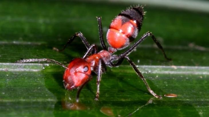 Уникальные животные, способные самоуничтожаться
