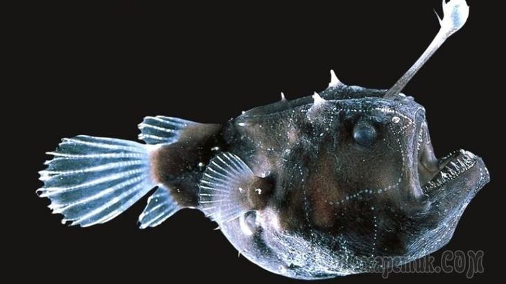 Уникальные животные, способные самоуничтожаться