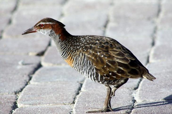 Жемчужина Большого Барьерного рифа: фантастический остров Херон