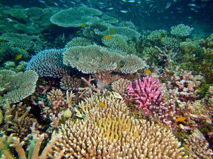 Жемчужина Большого Барьерного рифа: фантастический остров Херон