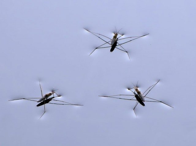 Животные, которые умеют ходить по воде