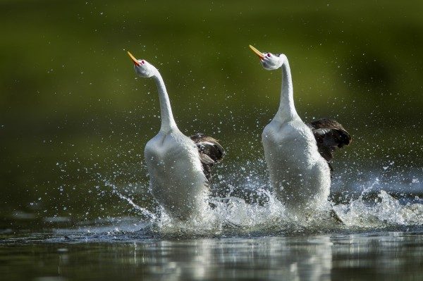 Животные, которые умеют ходить по воде