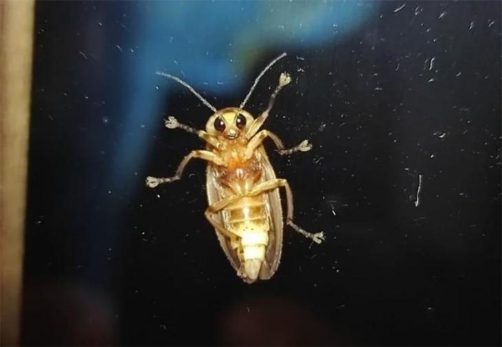 Жизнь насекомых: светлячок фотурис &mdash; соблазнитель-убийца