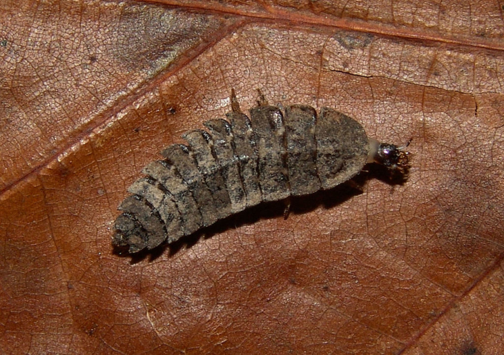 Жизнь насекомых: светлячок фотурис &mdash; соблазнитель-убийца