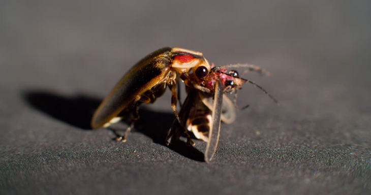 Жизнь насекомых: светлячок фотурис &mdash; соблазнитель-убийца